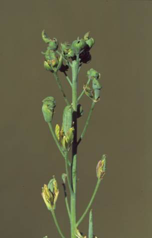 asteryellowdisease.jpg