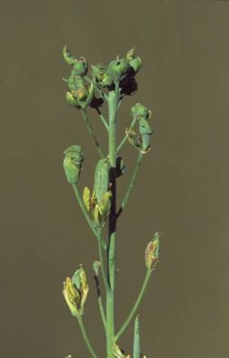 asteryellowdisease.jpg