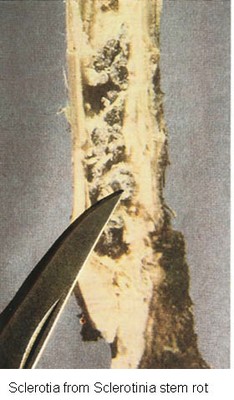 sclerotiniastemrotdisease.jpg