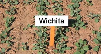 wichita.jpg