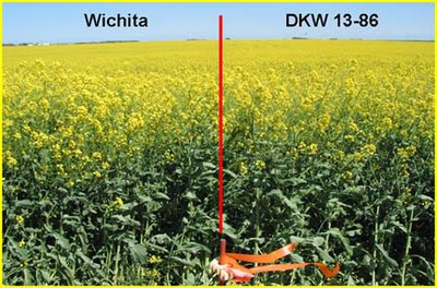 wintercanolatwovarieties.jpg