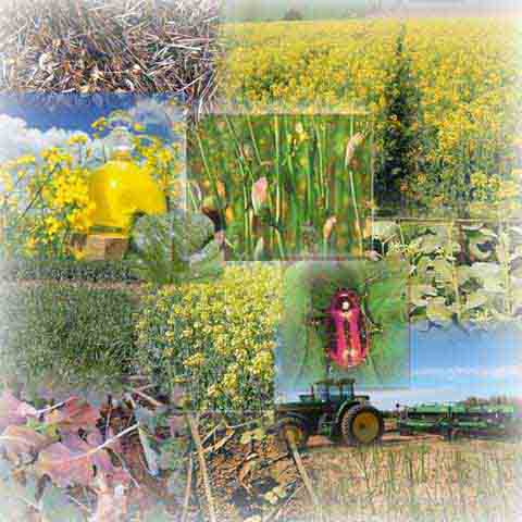 Canola Collage